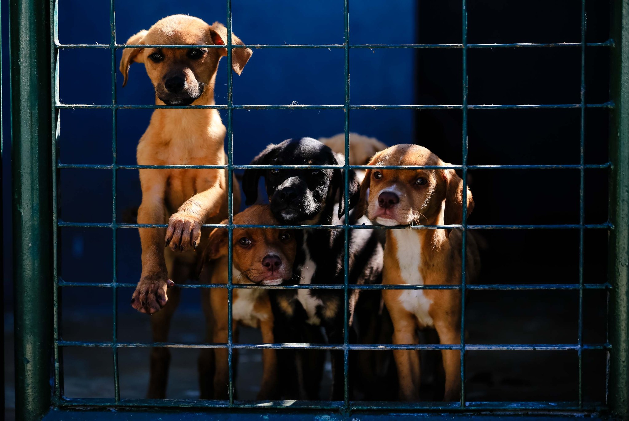 Saiba os benefícios de ter um animal de estimação na maturidade